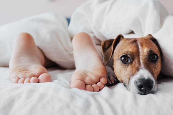 Geen huisdieren in de slaapkamer Geen huisdieren in de slaapkamer