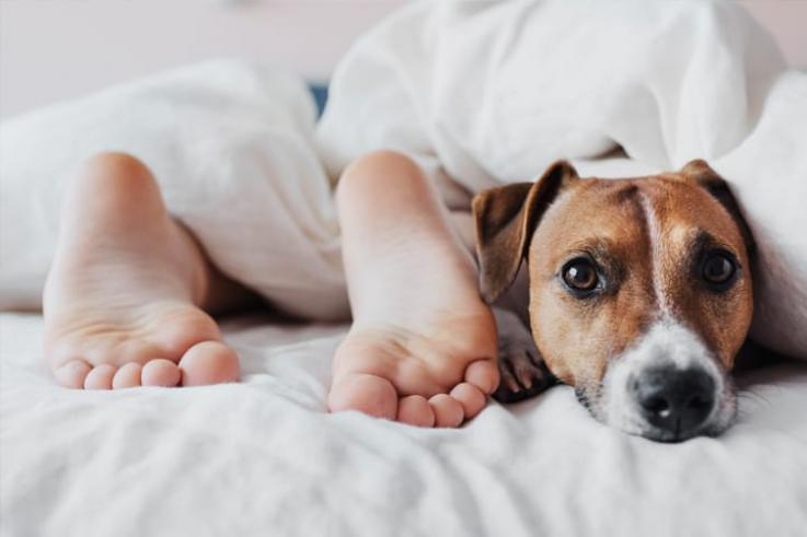 Geen huisdieren in de slaapkamer